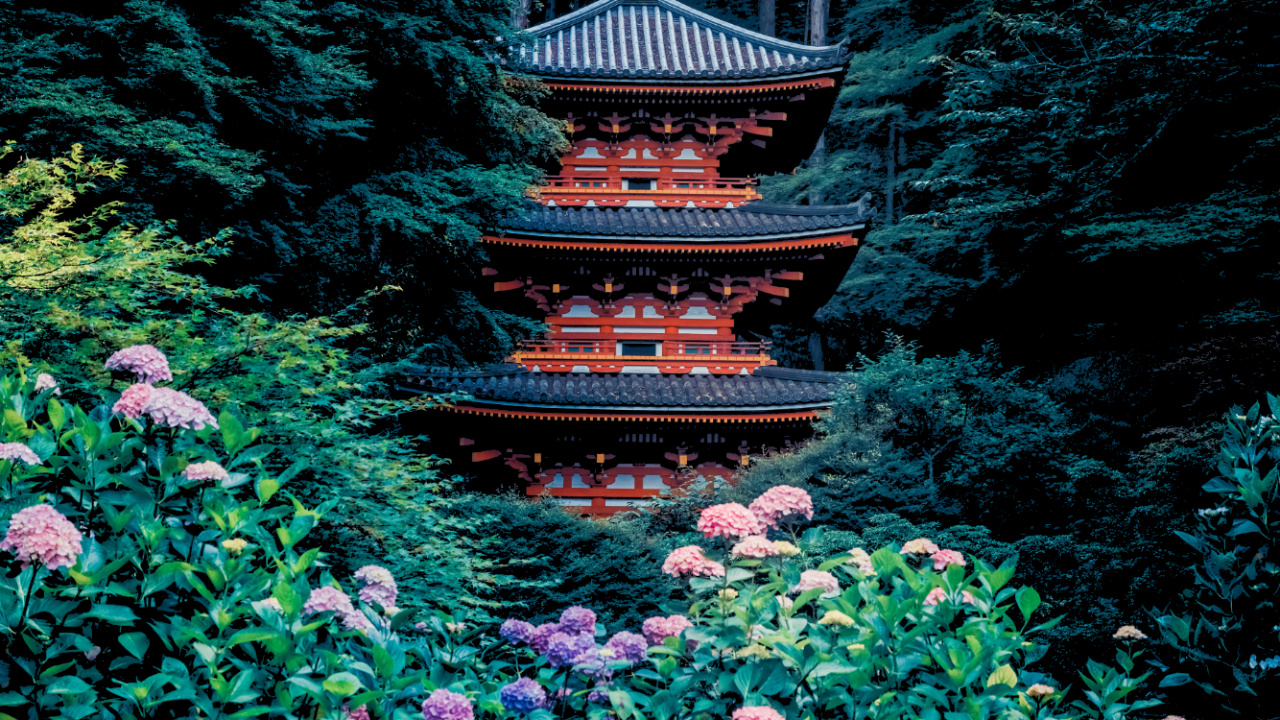 Обои гансэндзи, смешной, растение, цветок, лист в разрешении 1280x720