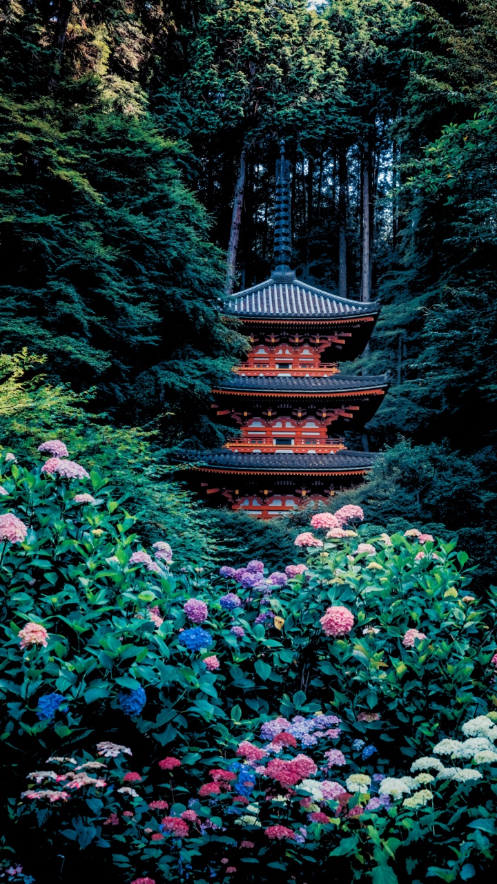 Обои гансэндзи, смешной, растение, цветок, лист в разрешении 720x1280