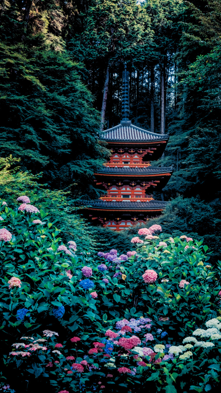 Обои гансэндзи, смешной, растение, цветок, лист в разрешении 750x1334