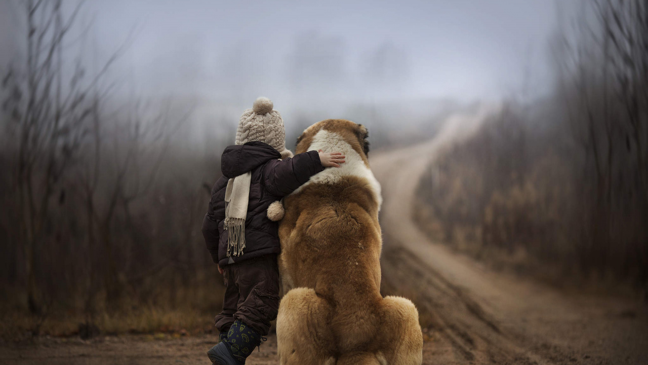 Обои пес, морда, мех, собака, породистые собаки в разрешении 1280x720