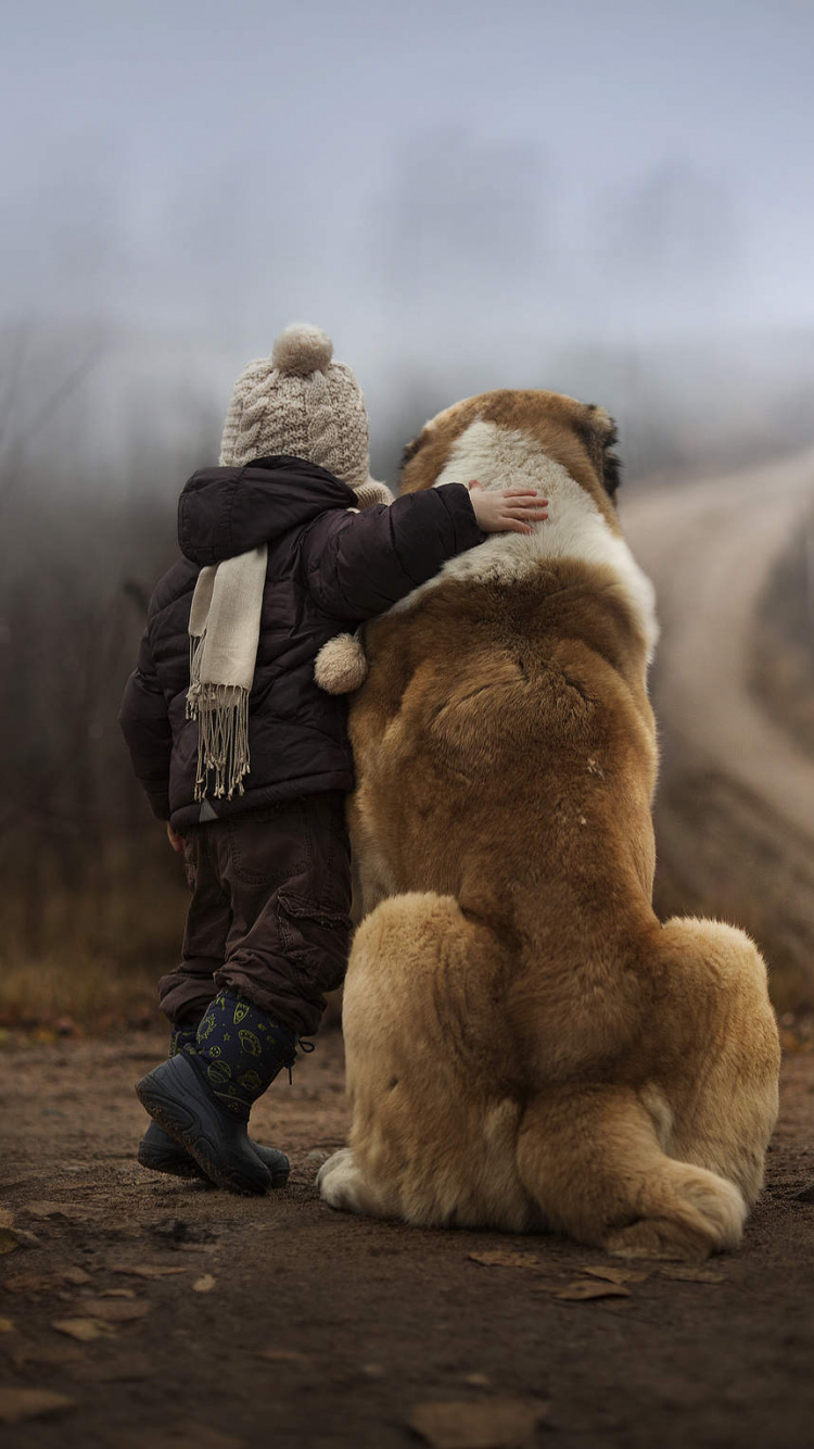 Обои пес, морда, мех, собака, породистые собаки в разрешении 750x1334