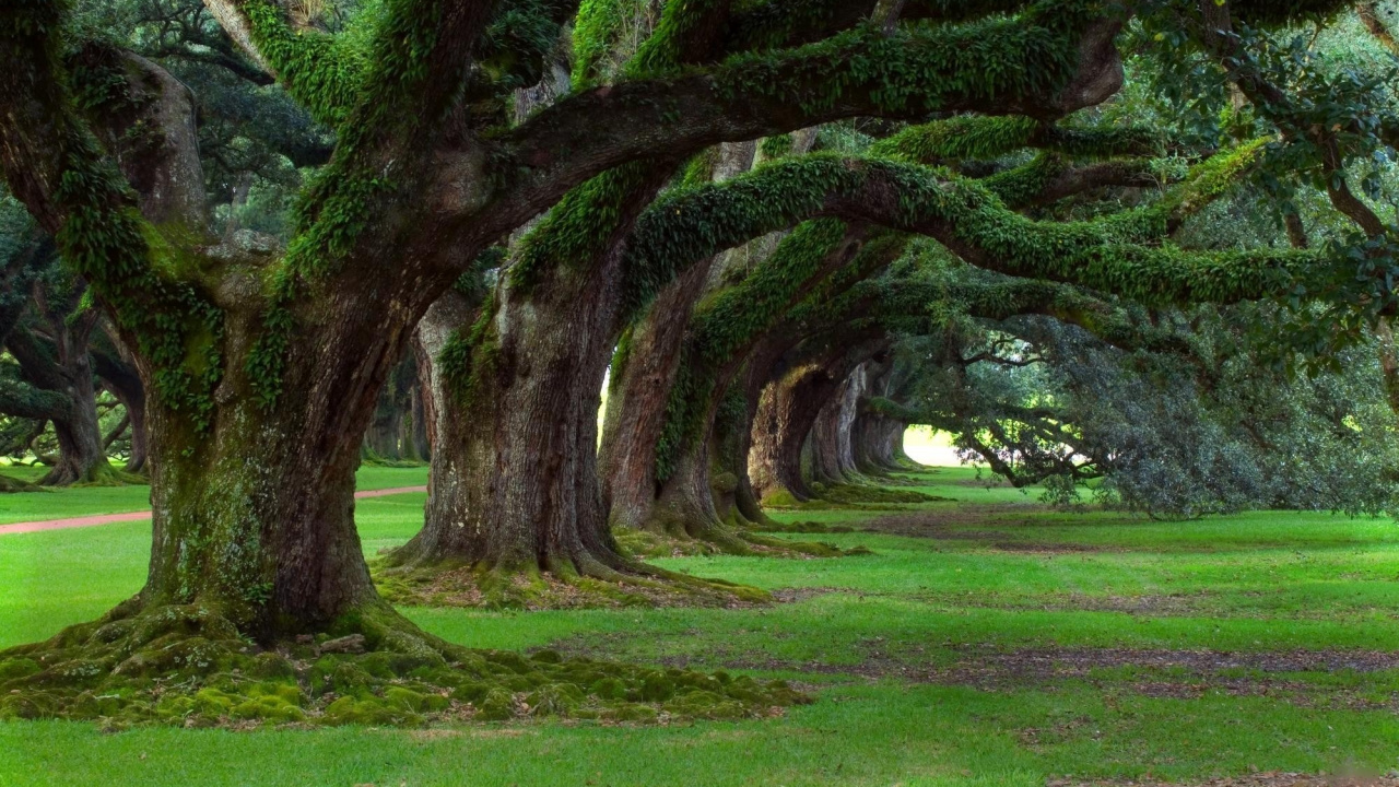 Обои природа, дерево, растительность, древесные растения, лесистая местность в разрешении 1280x720