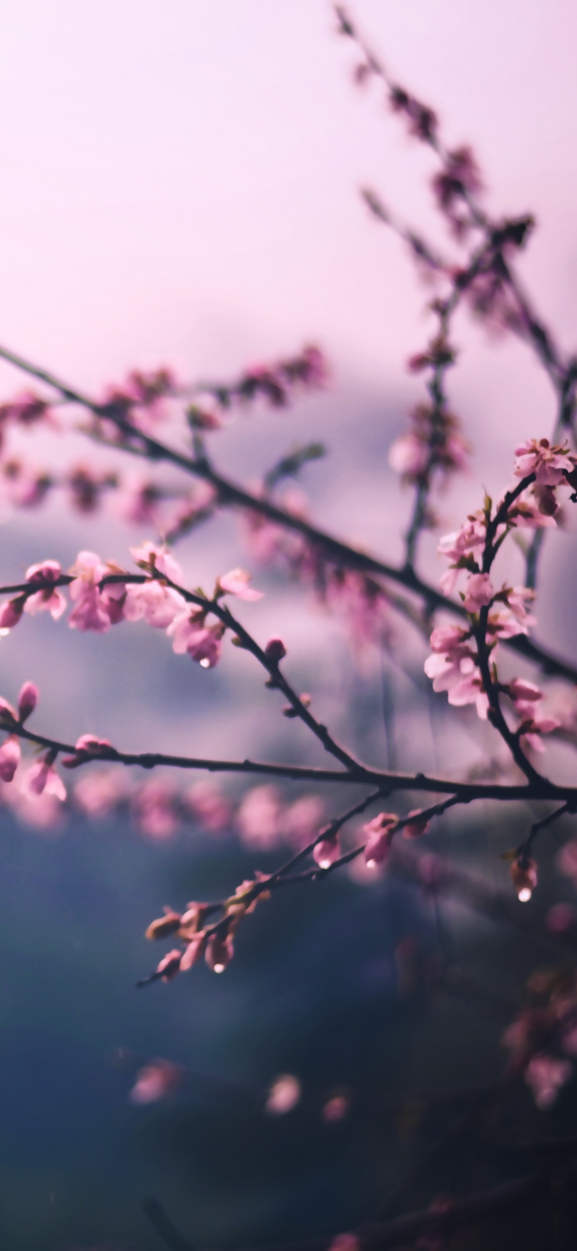 Обои расцвет, ветвь, розовый, цветок, весна в разрешении 1125x2436