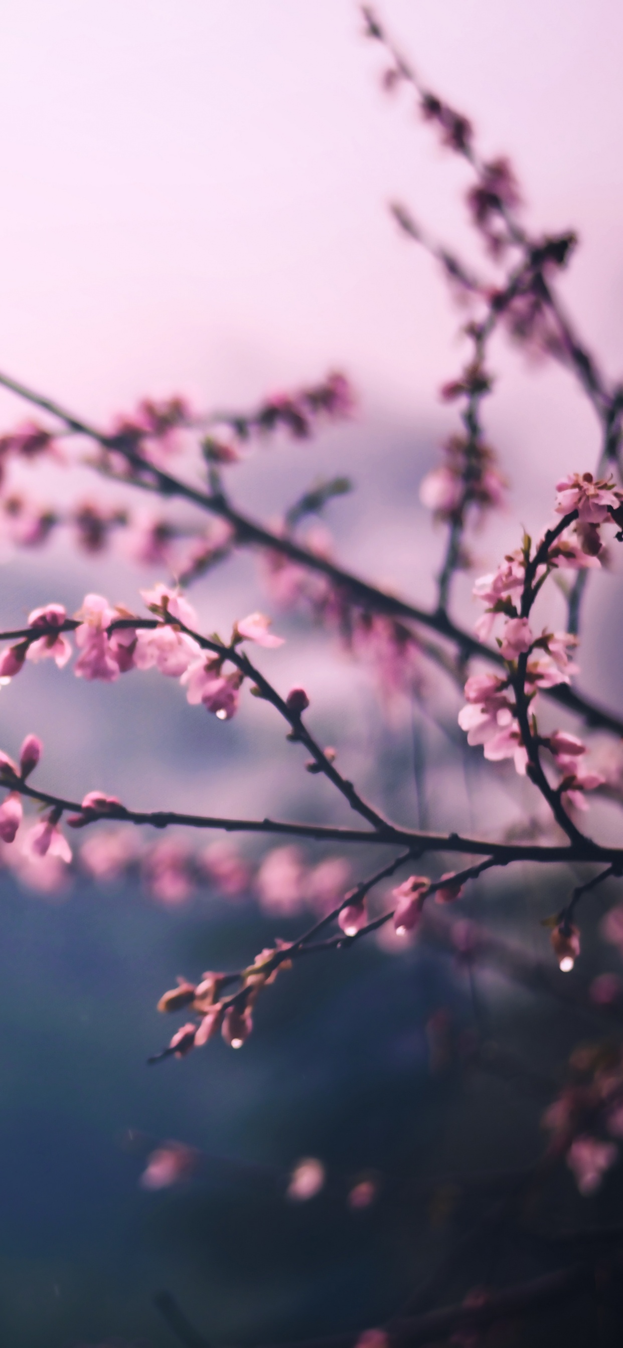 Обои расцвет, ветвь, розовый, цветок, весна в разрешении 1242x2688