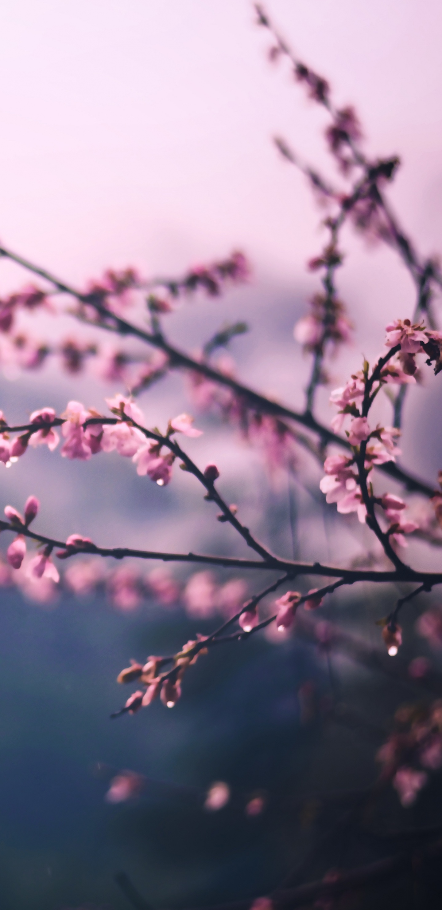 Обои расцвет, ветвь, розовый, цветок, весна в разрешении 1440x2960