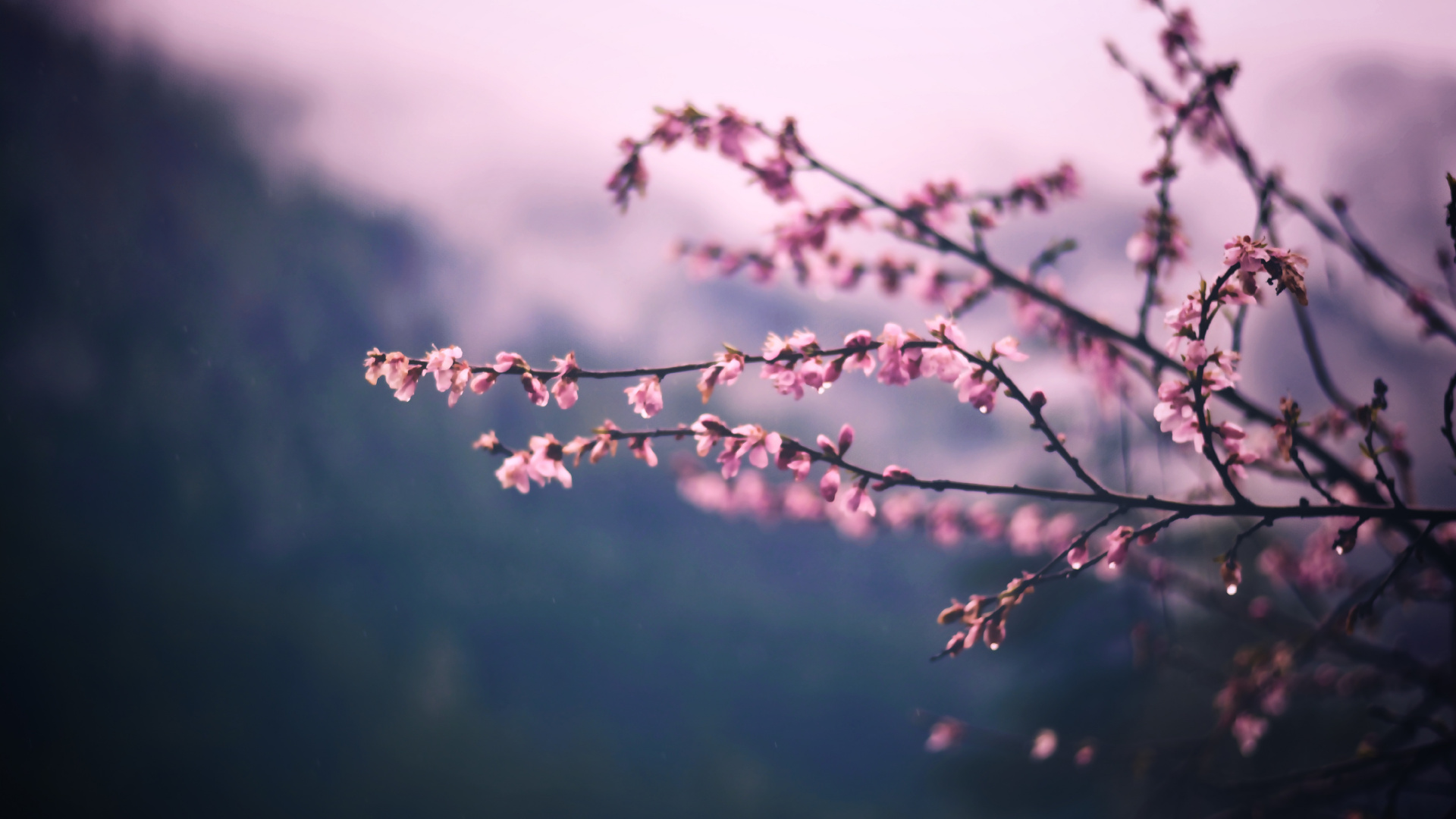 Обои расцвет, ветвь, розовый, цветок, весна в разрешении 1920x1080