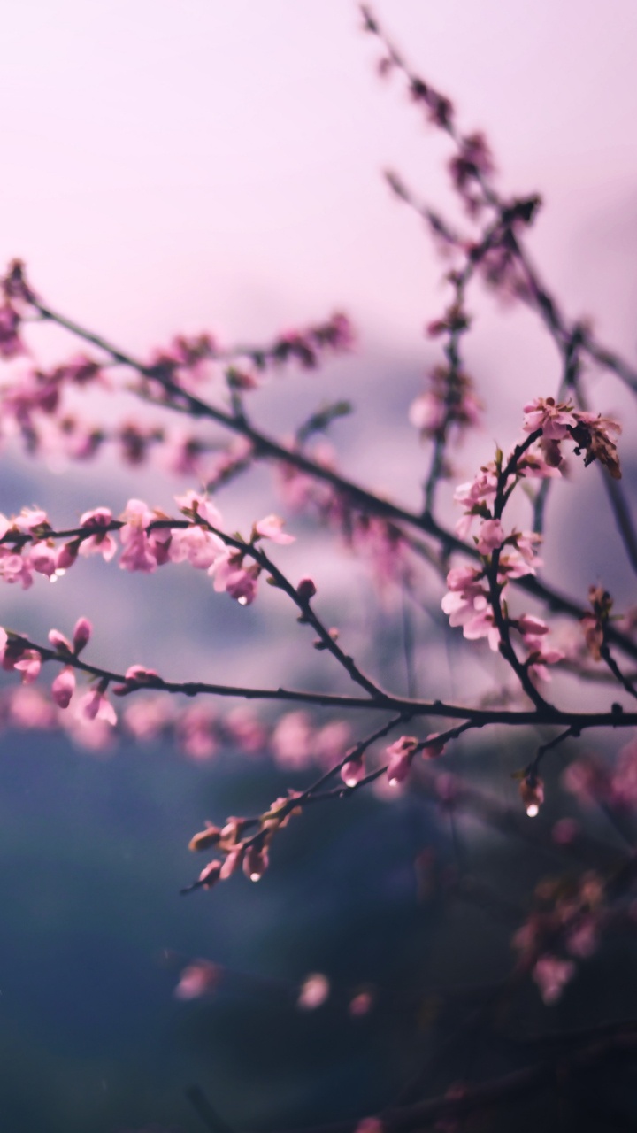 Обои расцвет, ветвь, розовый, цветок, весна в разрешении 720x1280