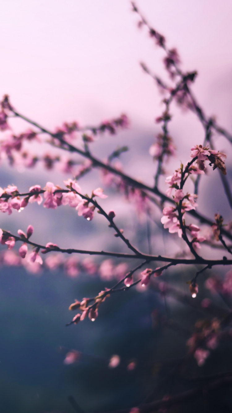 Обои расцвет, ветвь, розовый, цветок, весна в разрешении 750x1334