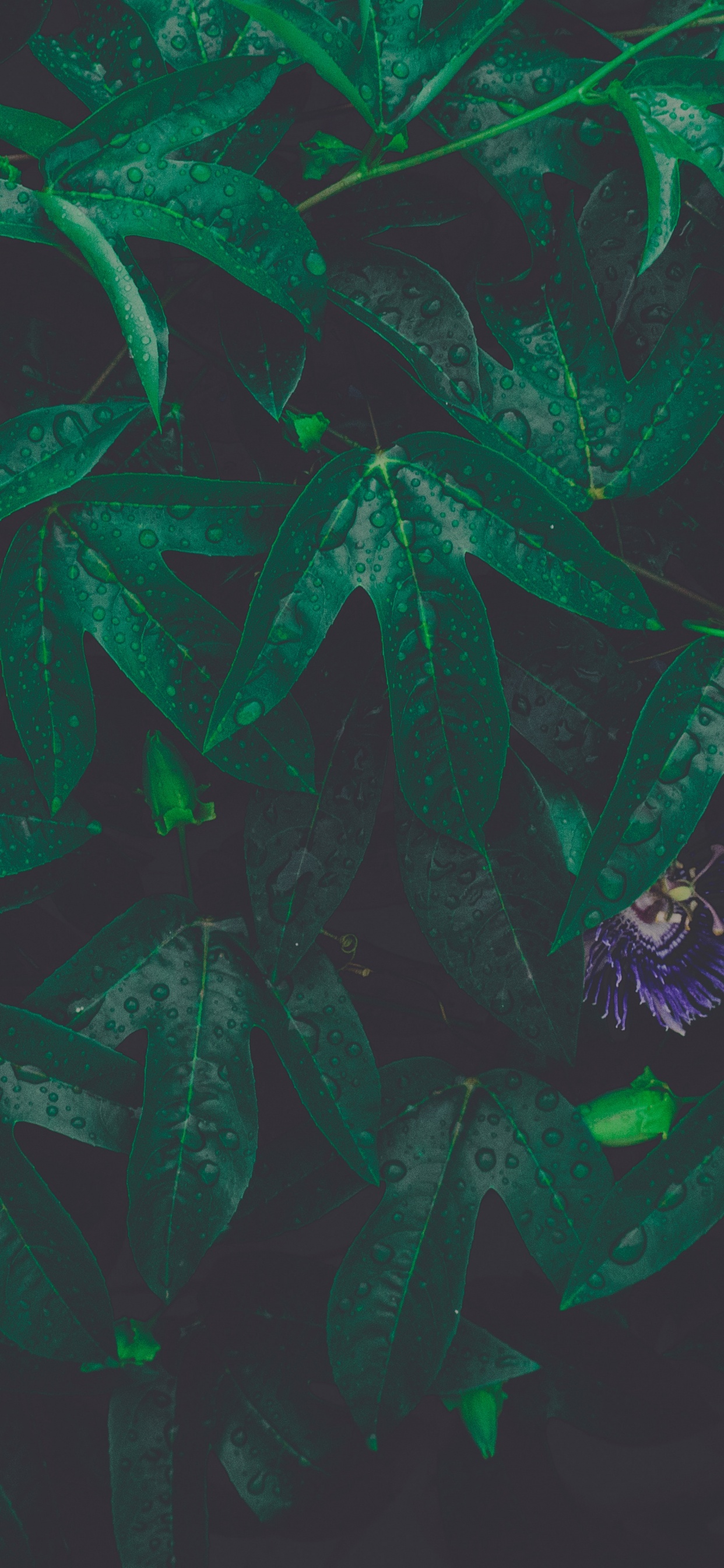 Обои лист, зеленый, узор, иллюстрация, арт в разрешении 1242x2688