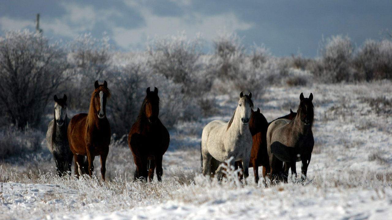 Обои стадо, Павлодар, Актобе, нур-султан, уральск в разрешении 1280x720