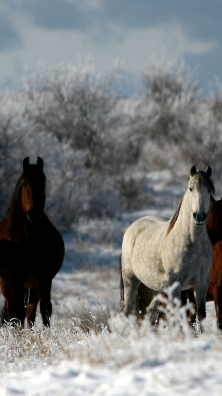 Обои стадо, Павлодар, Актобе, нур-султан, уральск в разрешении 750x1334