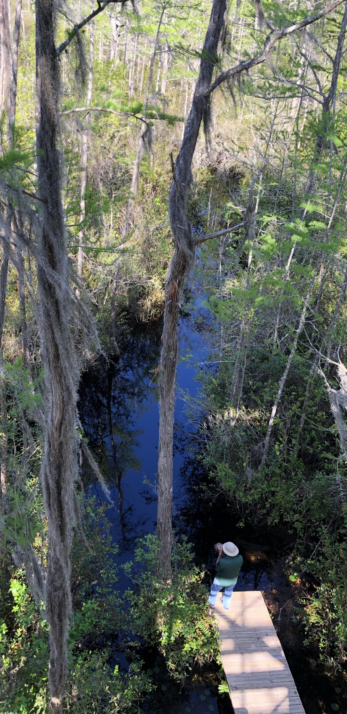 Обои природный заповедник, вода, растительность, природа, окружающая среда в разрешении 1440x2960