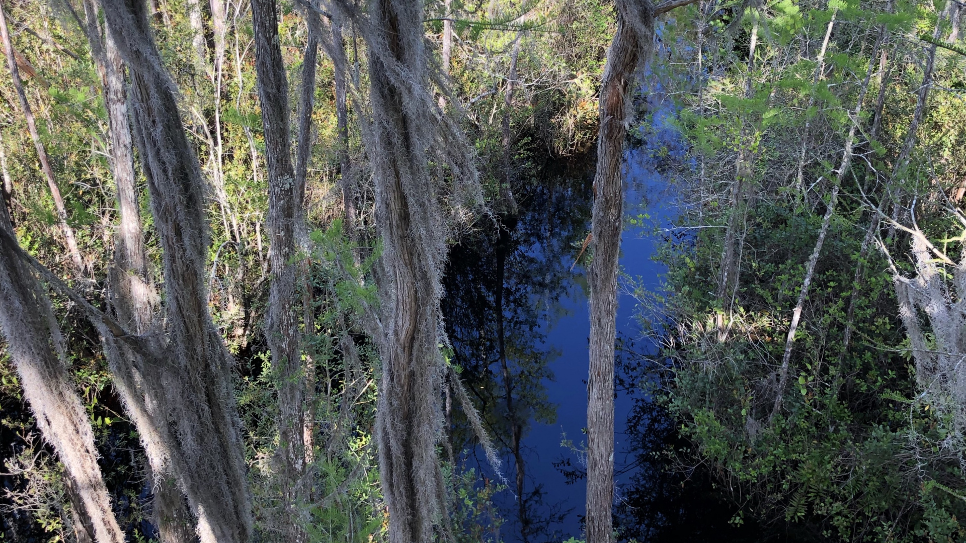 Обои природный заповедник, вода, растительность, природа, окружающая среда в разрешении 1920x1080