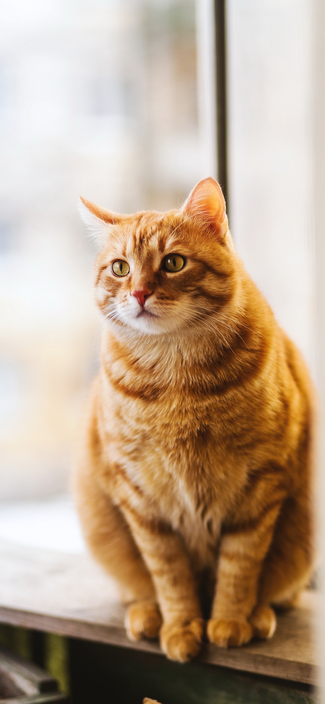 Обои бакенбарды, американская короткошерстная, кот, глаз, кошачьих в разрешении 1125x2436