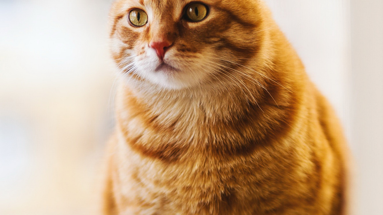 Обои бакенбарды, американская короткошерстная, кот, глаз, кошачьих в разрешении 1280x720