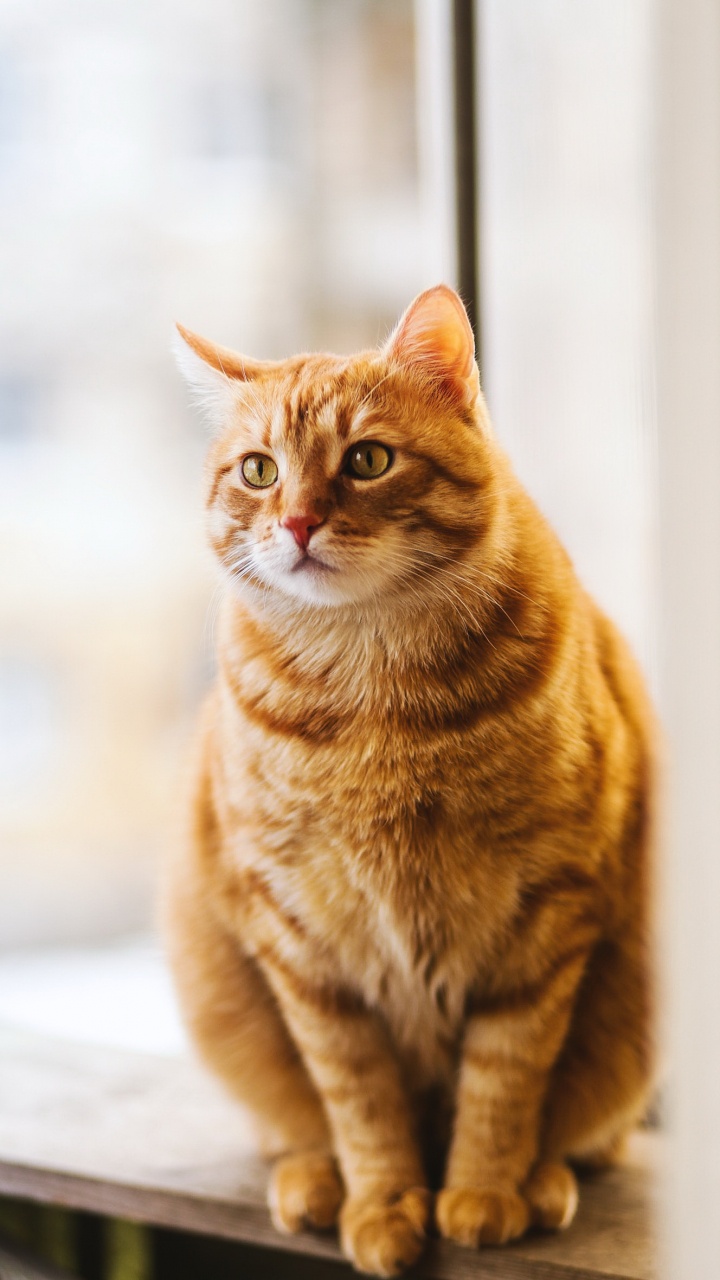 Обои бакенбарды, американская короткошерстная, кот, глаз, кошачьих в разрешении 720x1280