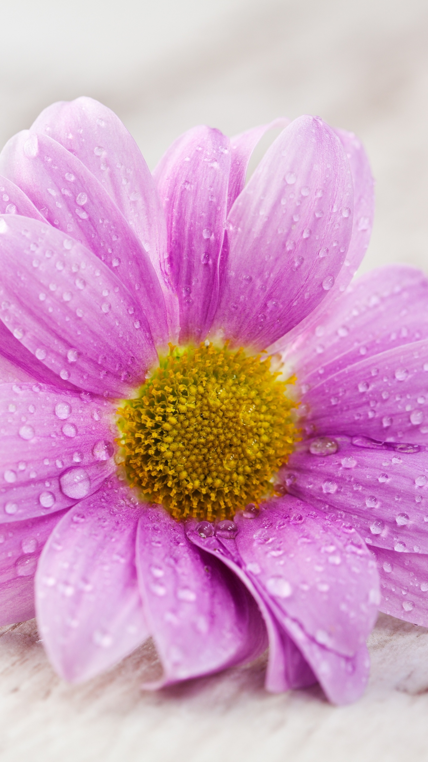 Обои цветковое растение, лепесток, пурпур, семья ромашек, chrysanths в разрешении 1440x2560