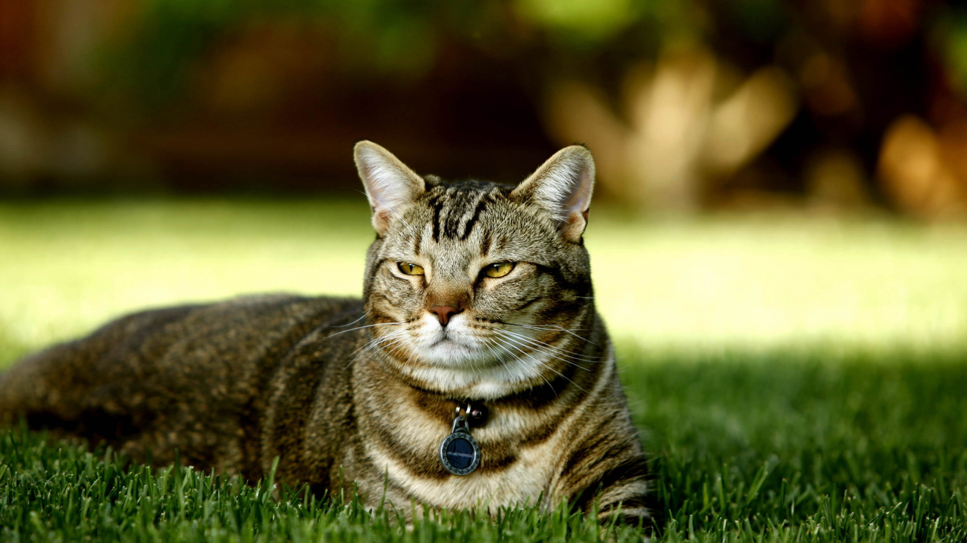 Обои кот, полосатый кот, Дикая кошка, котенок, бакенбарды в разрешении 1920x1080