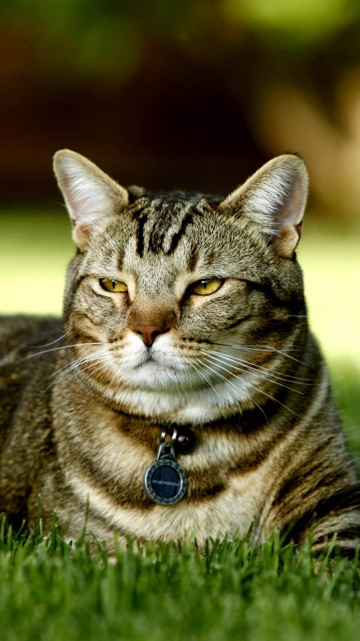 Обои кот, полосатый кот, Дикая кошка, котенок, бакенбарды в разрешении 720x1280