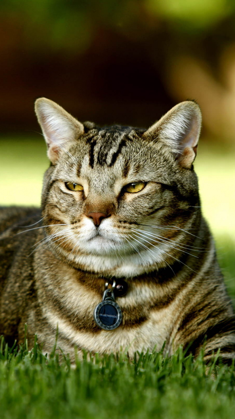 Обои кот, полосатый кот, Дикая кошка, котенок, бакенбарды в разрешении 750x1334