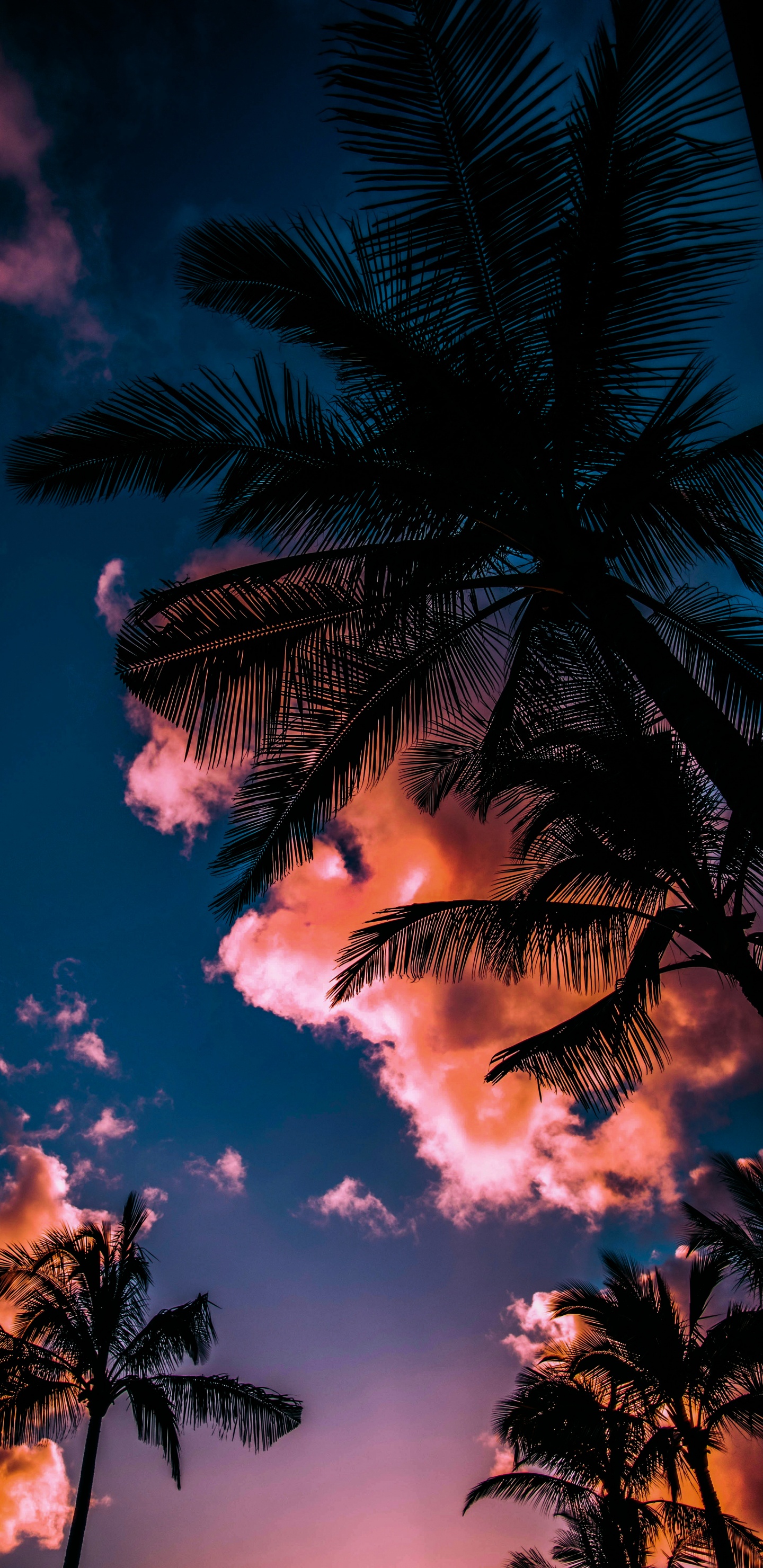 Обои лето, облако, атмосфера, дневное время, растение в разрешении 1440x2960