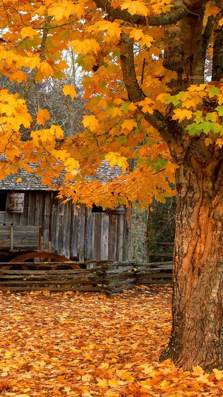 Обои кейдскоув, Джон П Кабель Мельница, Осенняя окраска листьев, дерево, лист в разрешении 720x1280