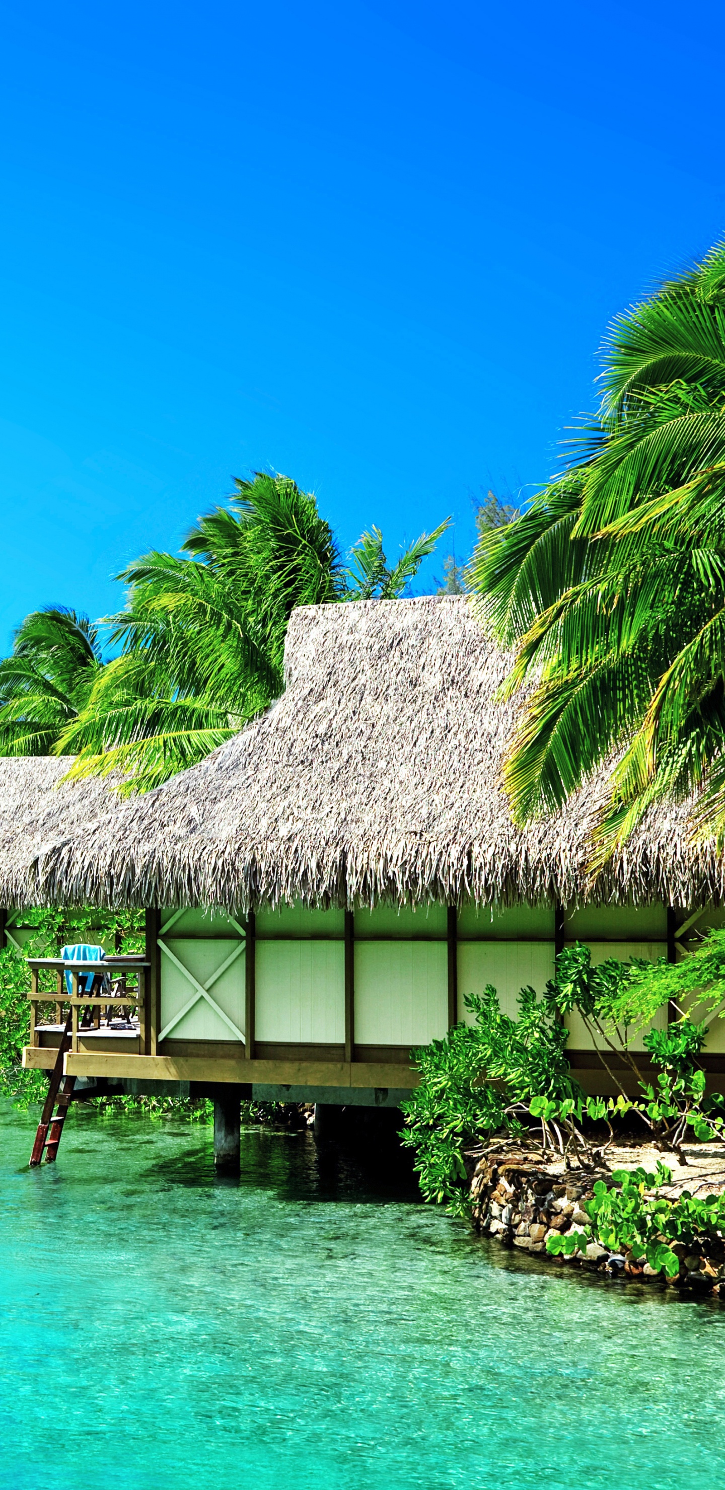 Обои природа, пляж, тропическая зона, природный ландшафт, море в разрешении 1440x2960