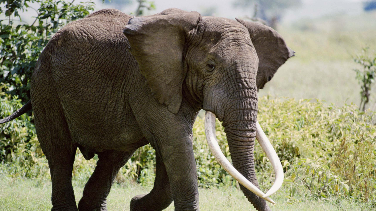 Обои животное, Слон, бивень, слоны и мамонты, наземные животные в разрешении 1280x720