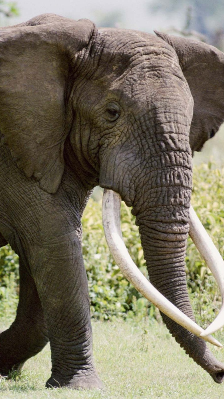 Обои животное, Слон, бивень, слоны и мамонты, наземные животные в разрешении 720x1280
