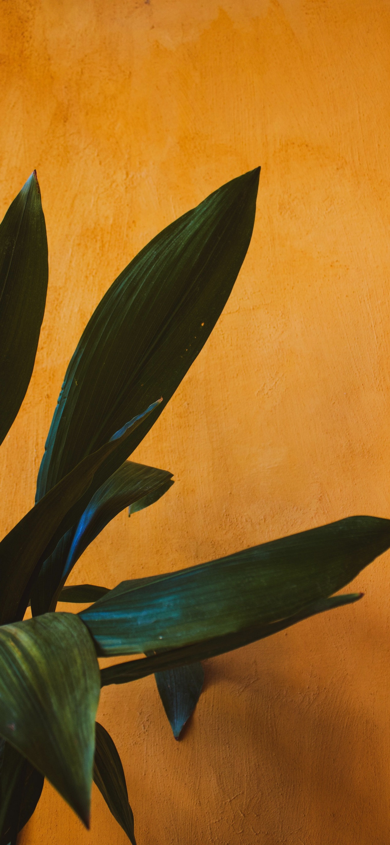 Обои рассада, цветковое растение, лист, цветок, растение в разрешении 1242x2688