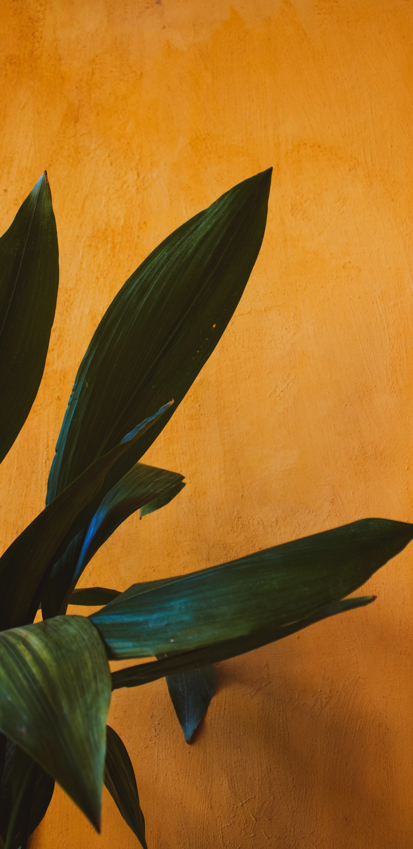 Обои рассада, цветковое растение, лист, цветок, растение в разрешении 1440x2960