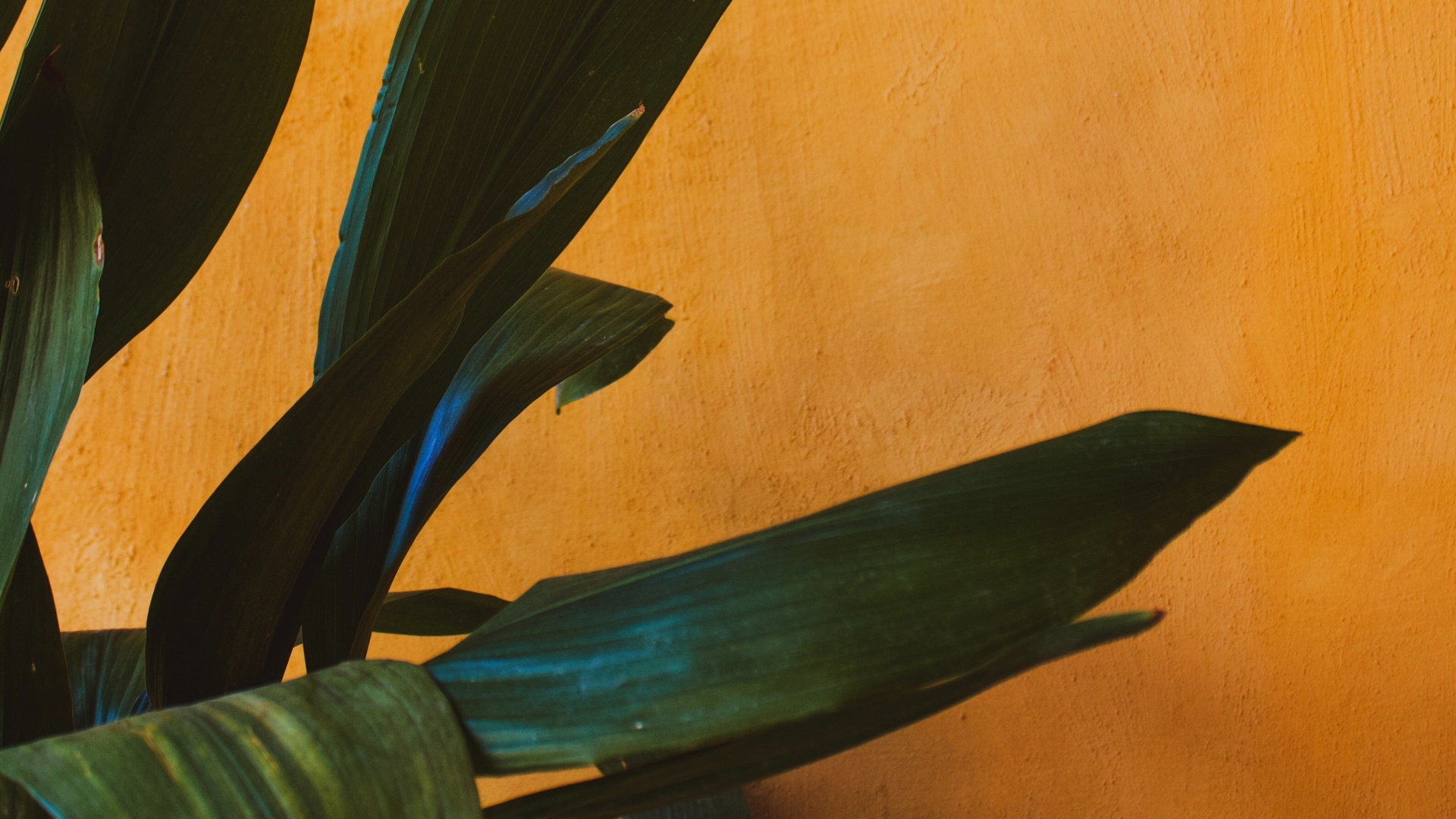 Обои рассада, цветковое растение, лист, цветок, растение в разрешении 1920x1080