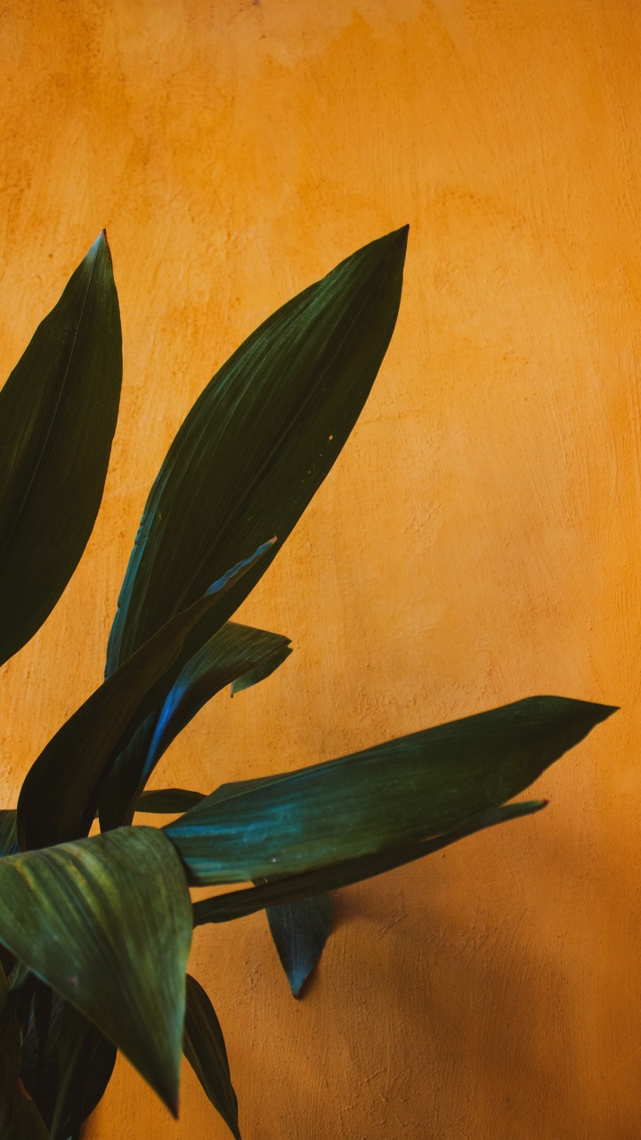 Обои рассада, цветковое растение, лист, цветок, растение в разрешении 720x1280