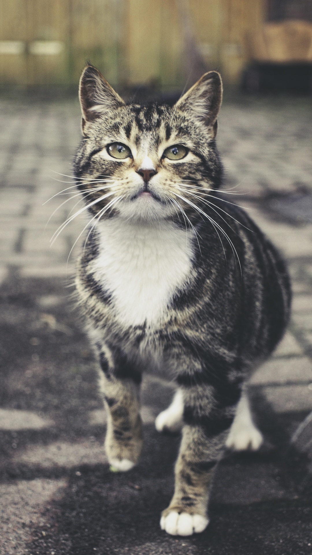 Обои кот, полосатый кот, европейская короткошерстная, ли дракон, бакенбарды в разрешении 1080x1920