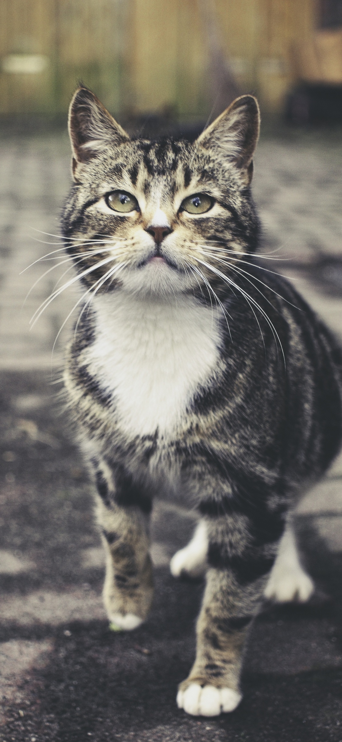 Обои кот, полосатый кот, европейская короткошерстная, ли дракон, бакенбарды в разрешении 1125x2436