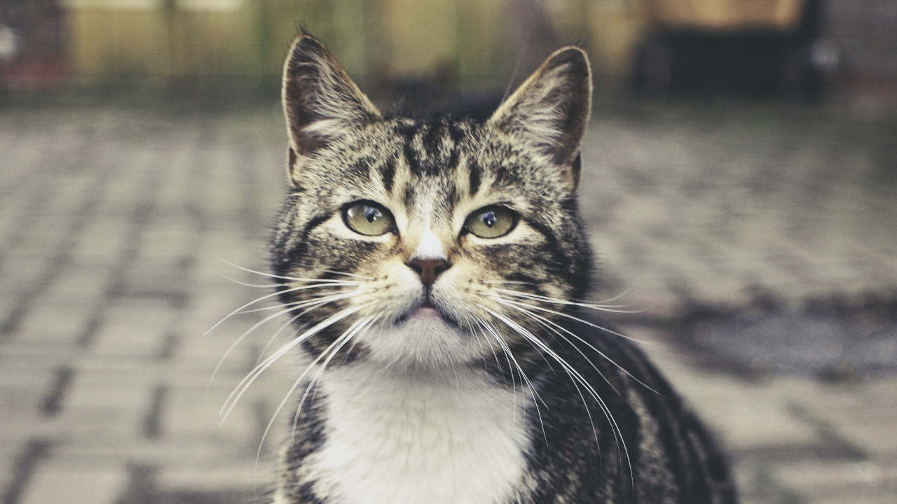 Обои кот, полосатый кот, европейская короткошерстная, ли дракон, бакенбарды в разрешении 1280x720