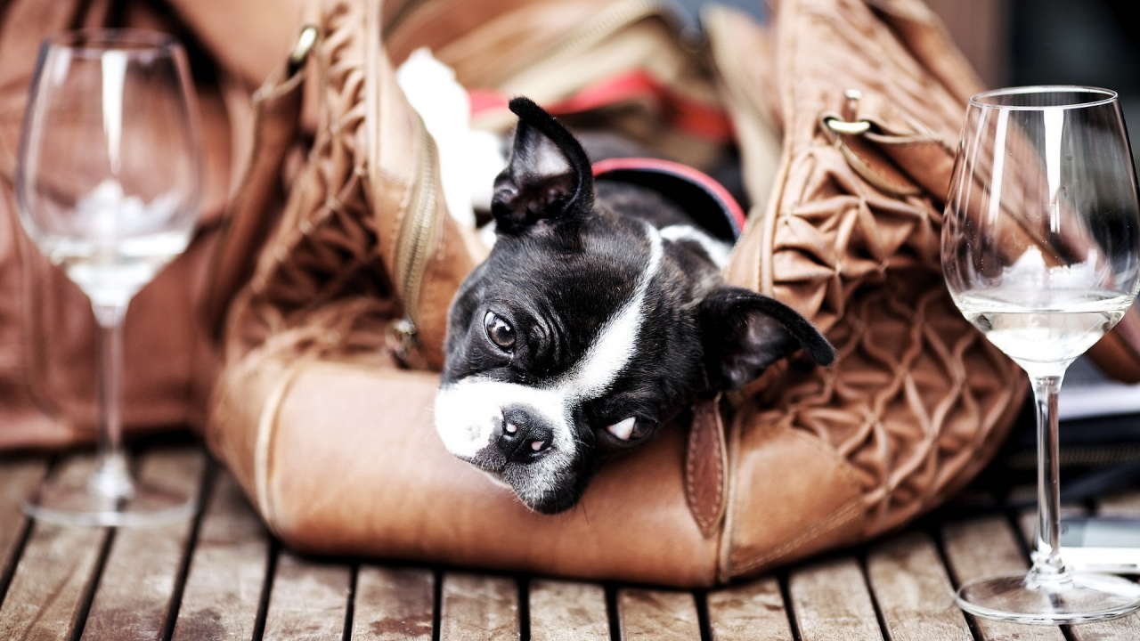 Обои бостонский терьер, французский Бульдог, собака компаньон, собака породы, щенок в разрешении 1280x720