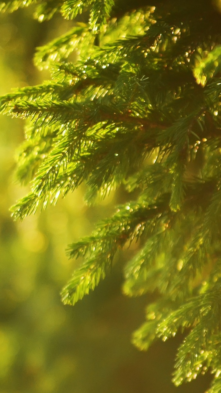 Обои ель, дерево, зеленый, природа, лист в разрешении 720x1280