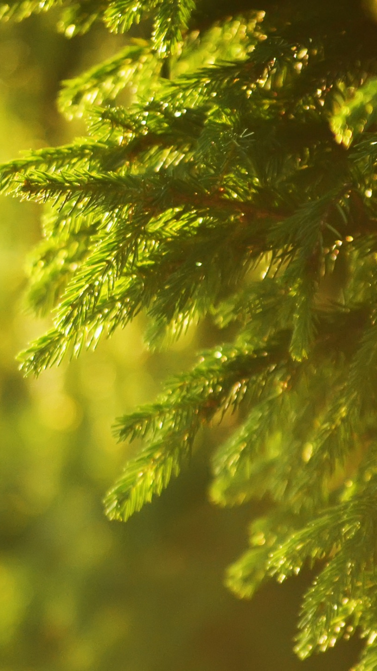 Обои ель, дерево, зеленый, природа, лист в разрешении 750x1334