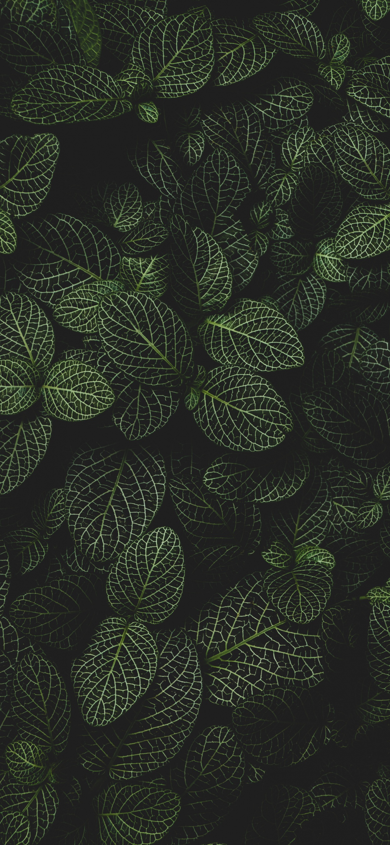 Обои круг, наземное растение, симметрия, узор, цветковое растение в разрешении 1242x2688