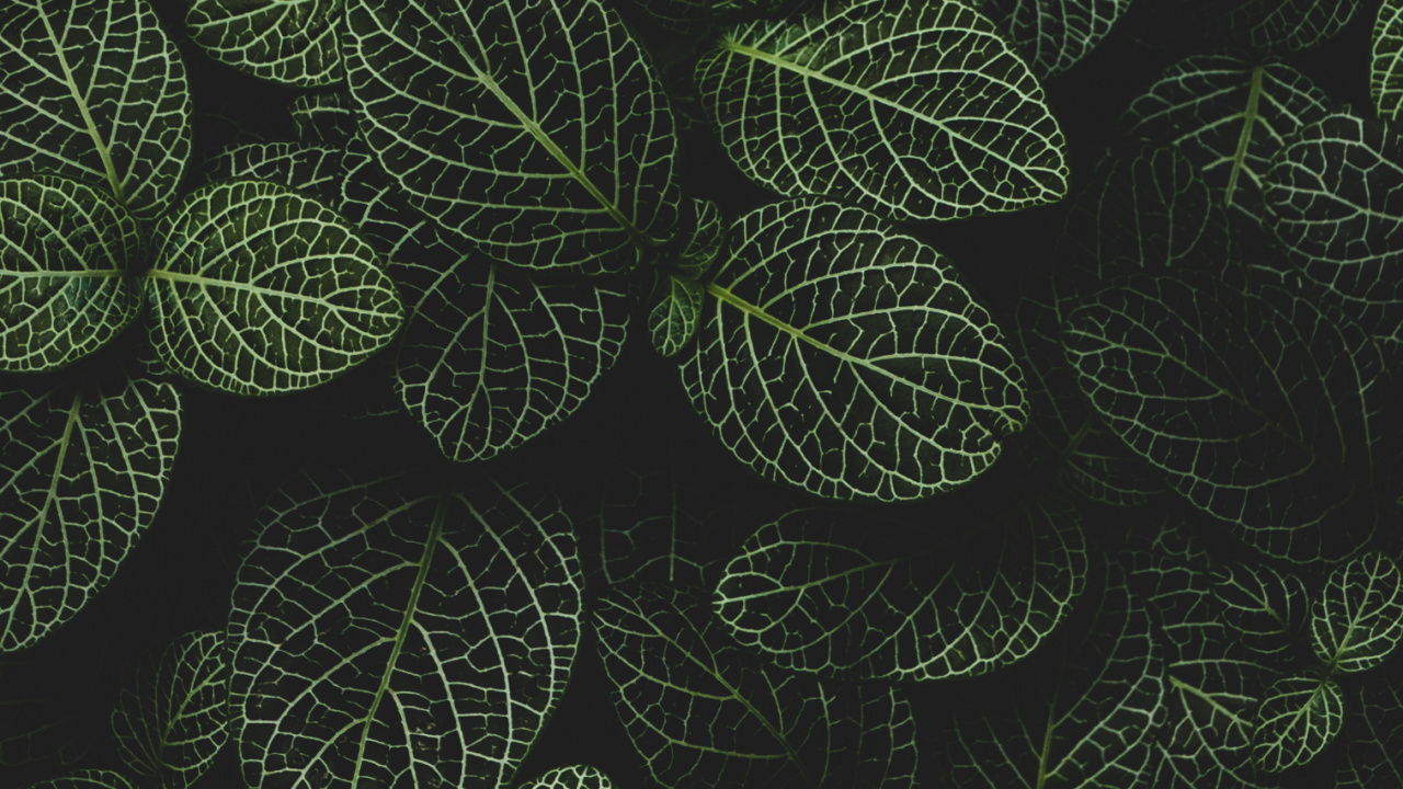 Обои круг, наземное растение, симметрия, узор, цветковое растение в разрешении 1280x720