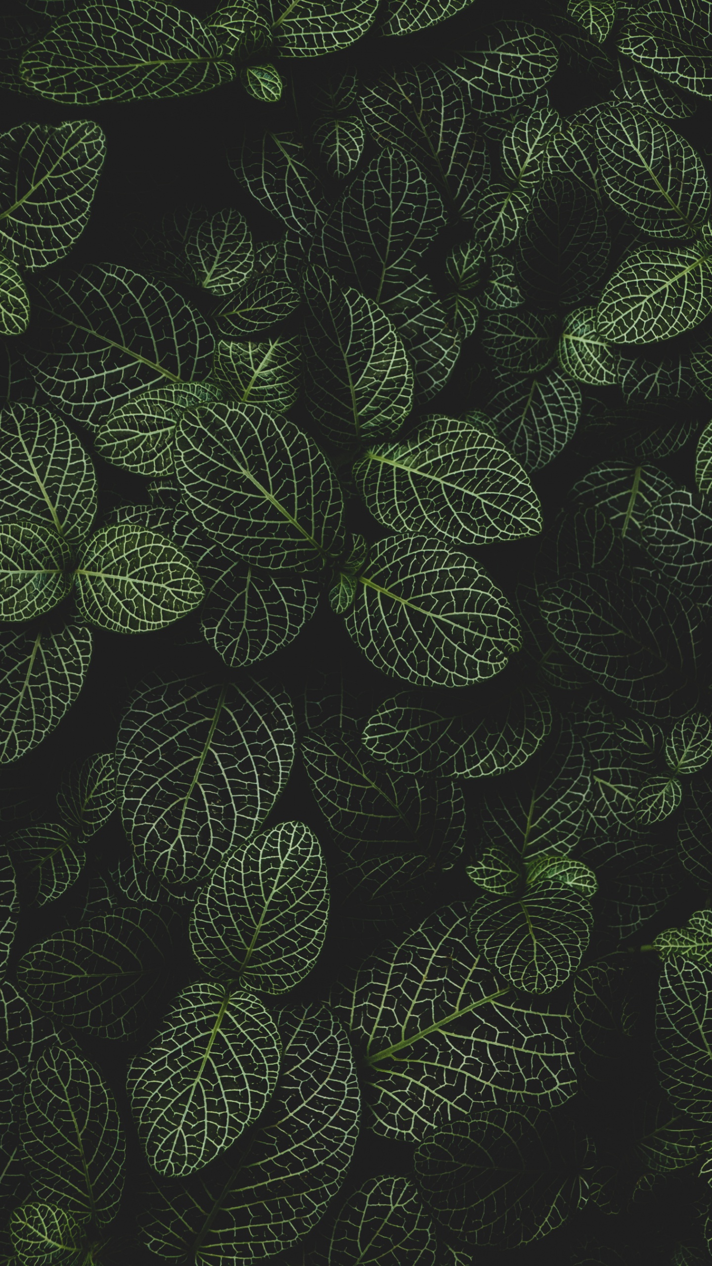 Обои круг, наземное растение, симметрия, узор, цветковое растение в разрешении 1440x2560