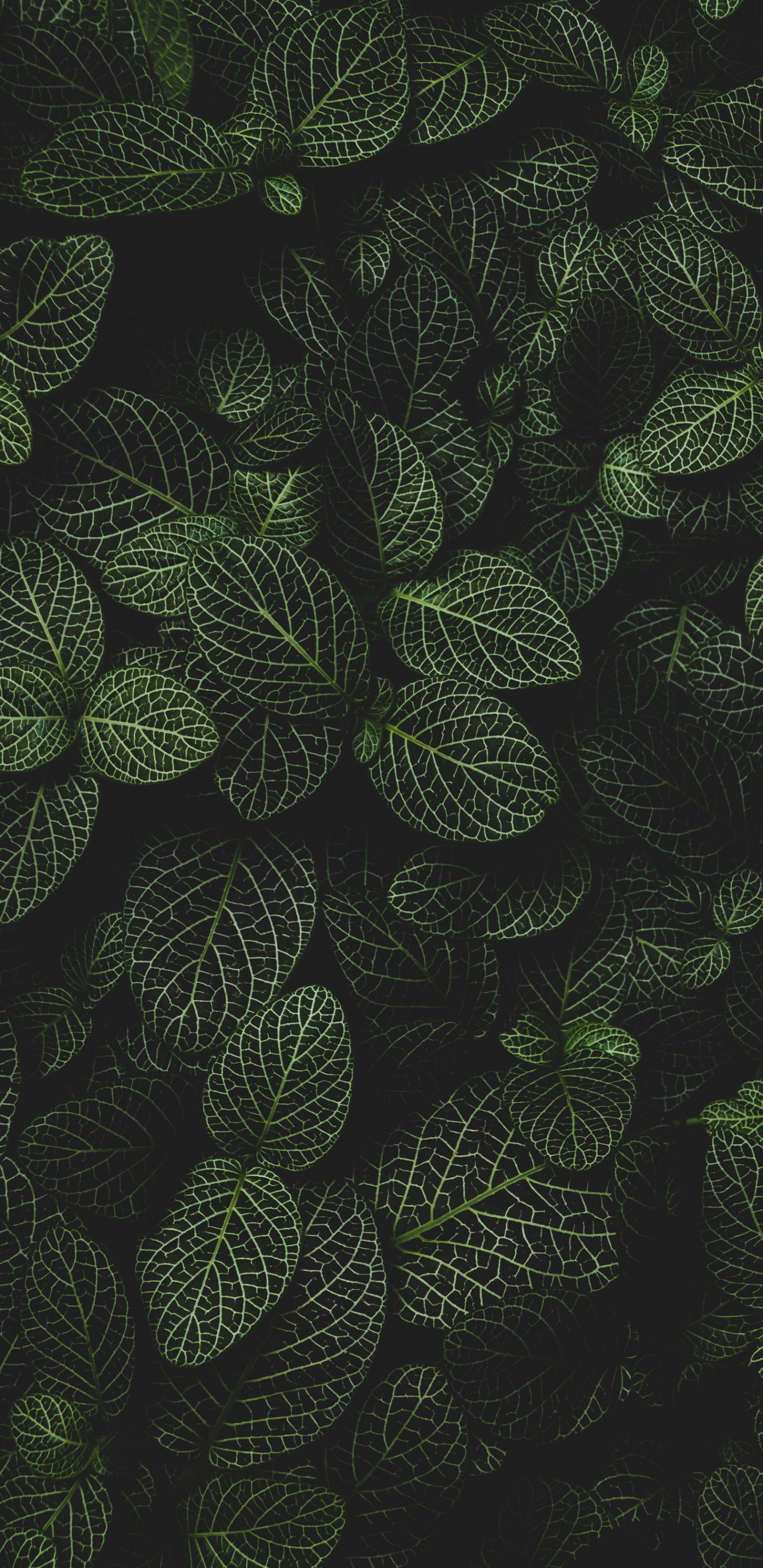 Обои круг, наземное растение, симметрия, узор, цветковое растение в разрешении 1440x2960