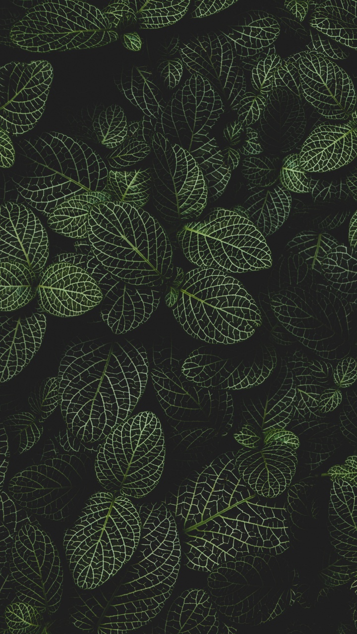 Обои круг, наземное растение, симметрия, узор, цветковое растение в разрешении 720x1280