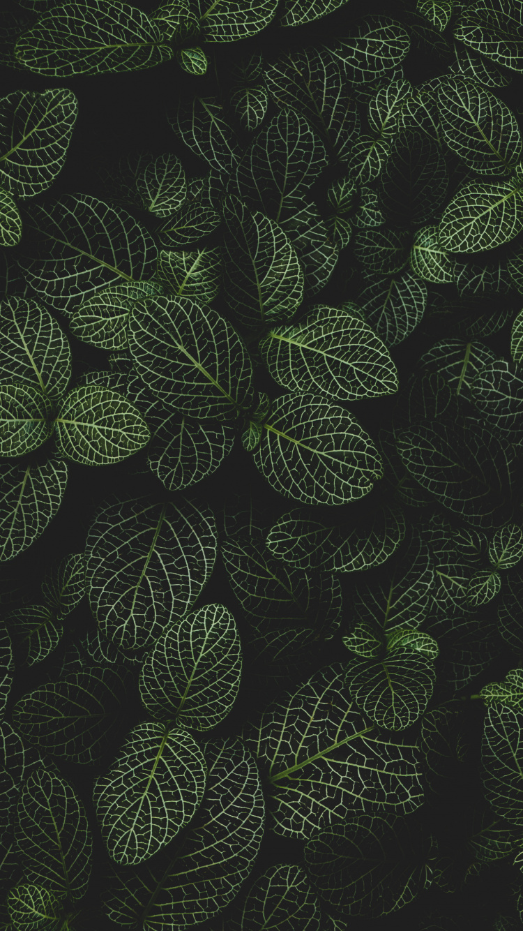 Обои круг, наземное растение, симметрия, узор, цветковое растение в разрешении 750x1334