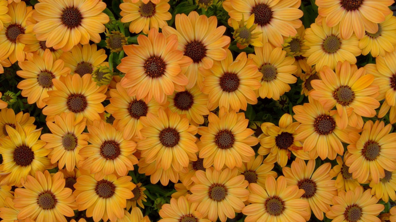 Обои желтый, лепесток, однолетнее растение, chrysanths, полевой цветок в разрешении 1280x720