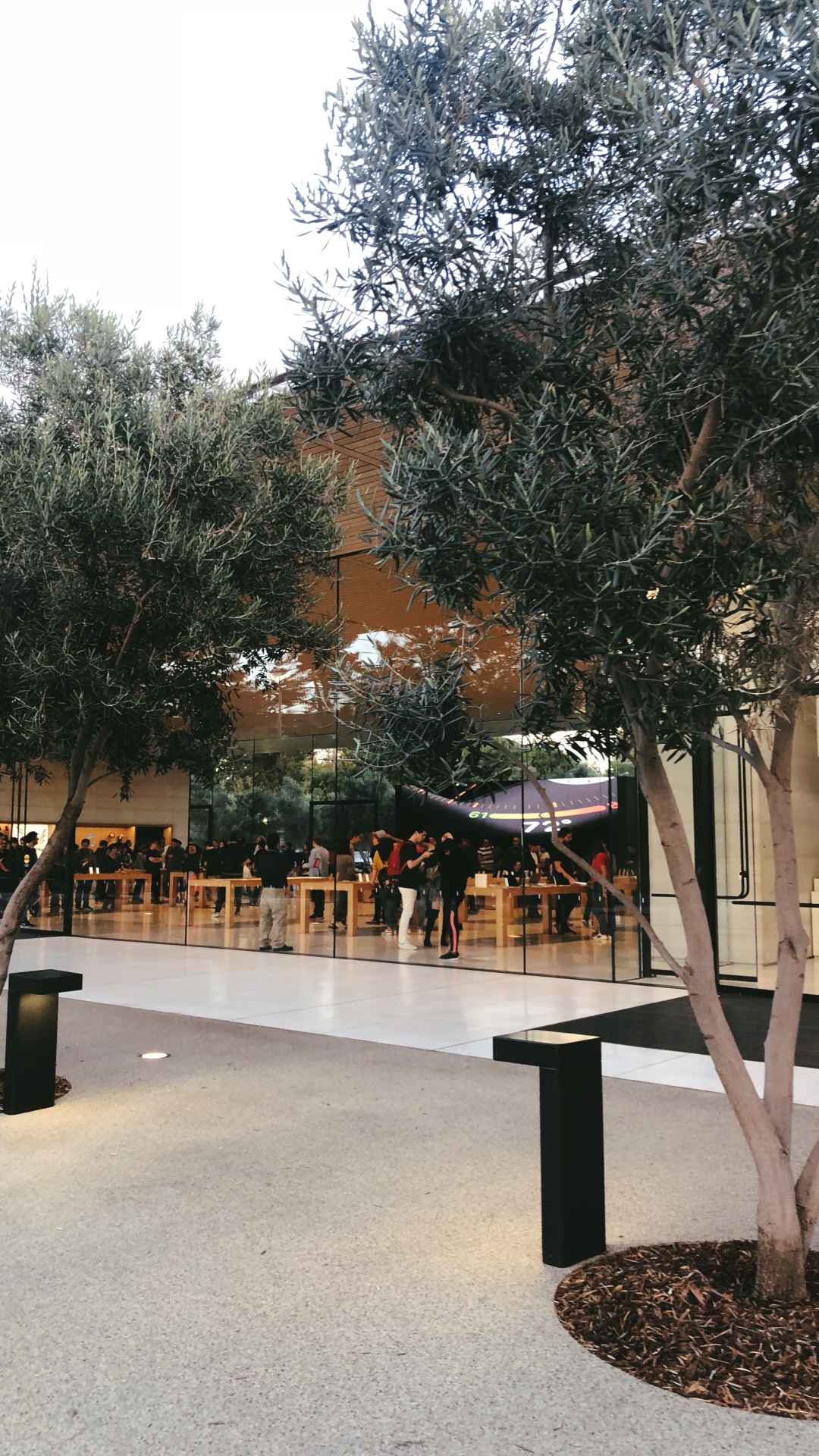 Обои дерево, наука, биология, контейнер для отходов в разрешении 1080x1920