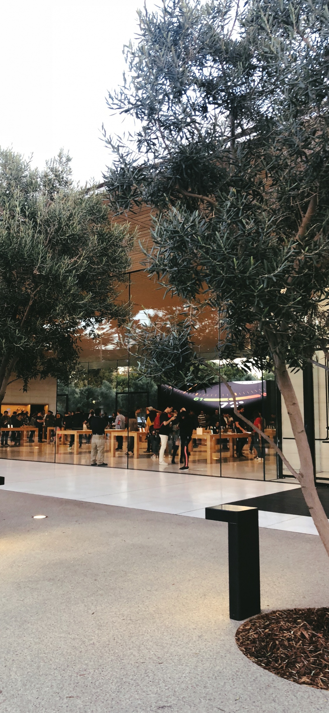 Обои дерево, наука, биология, контейнер для отходов в разрешении 1125x2436