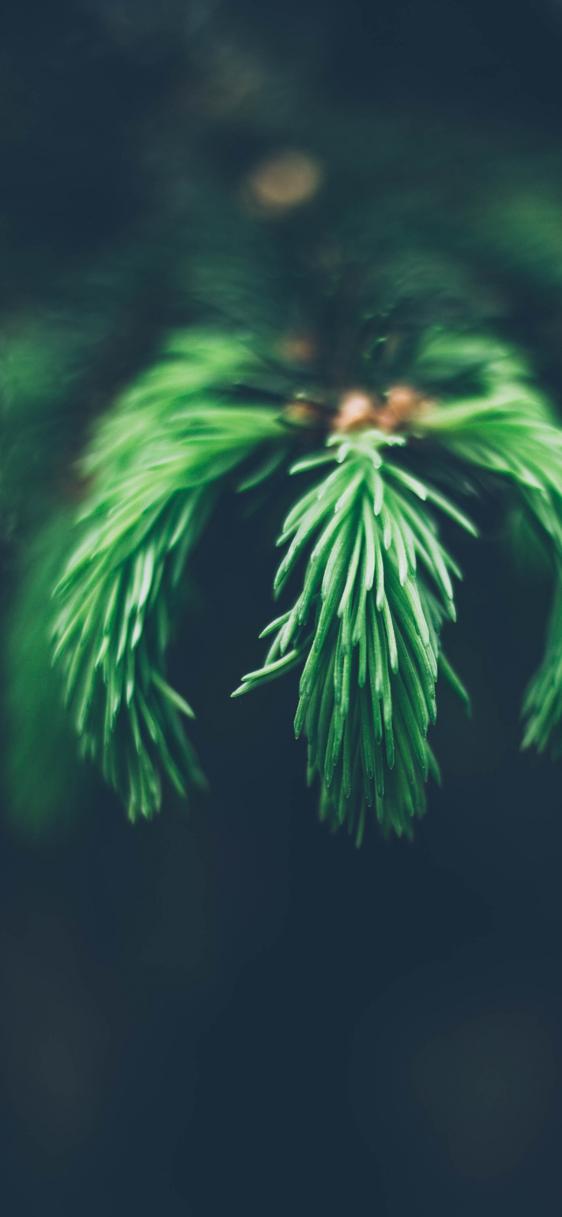 Обои зеленый, дерево, ветвь, трава, биом в разрешении 1125x2436