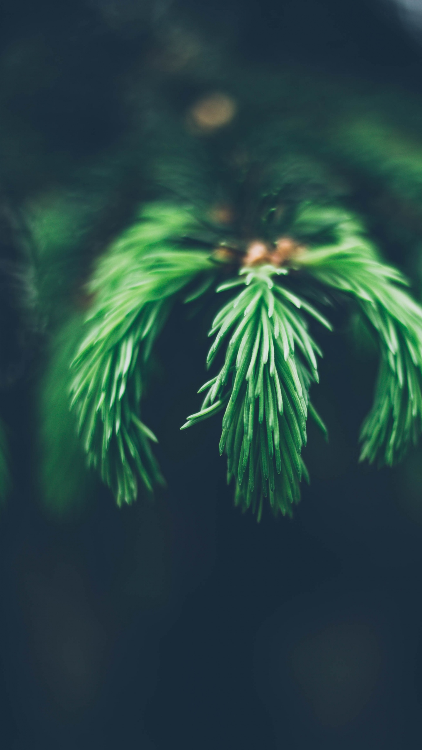 Обои зеленый, дерево, ветвь, трава, биом в разрешении 1440x2560